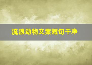 流浪动物文案短句干净