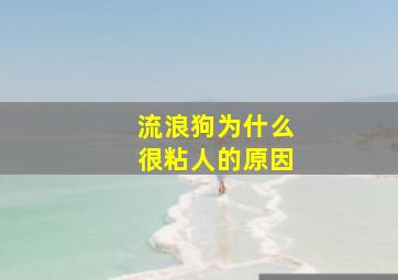 流浪狗为什么很粘人的原因