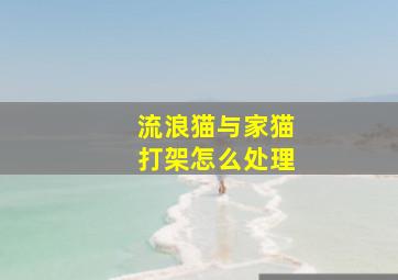 流浪猫与家猫打架怎么处理