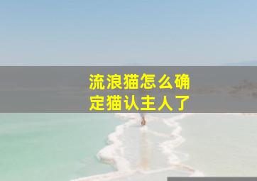 流浪猫怎么确定猫认主人了