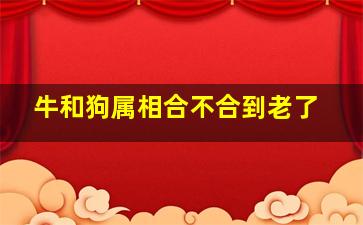 牛和狗属相合不合到老了