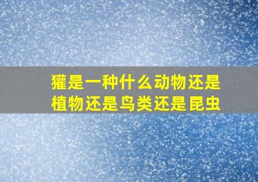 獾是一种什么动物还是植物还是鸟类还是昆虫