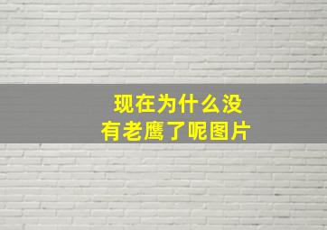 现在为什么没有老鹰了呢图片