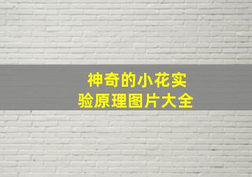 神奇的小花实验原理图片大全