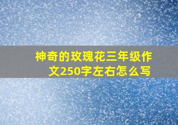 神奇的玫瑰花三年级作文250字左右怎么写