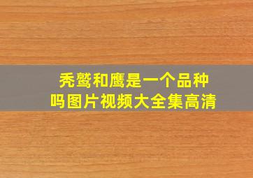 秃鹫和鹰是一个品种吗图片视频大全集高清