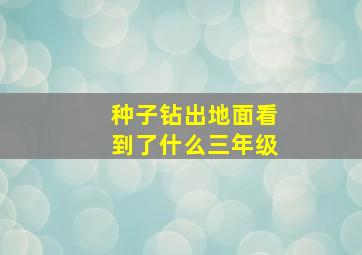 种子钻出地面看到了什么三年级