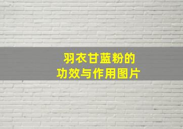 羽衣甘蓝粉的功效与作用图片