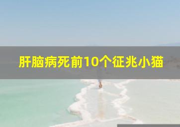 肝脑病死前10个征兆小猫