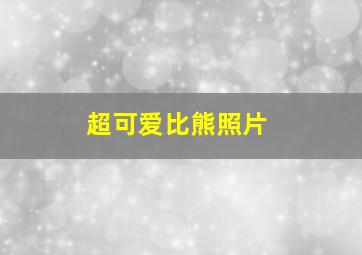 超可爱比熊照片