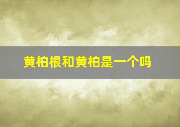 黄柏根和黄柏是一个吗